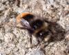 Bombus lapidarius